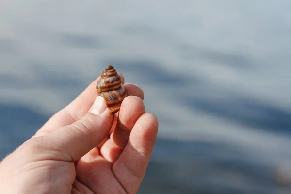 Elinde küçük bir kabuk