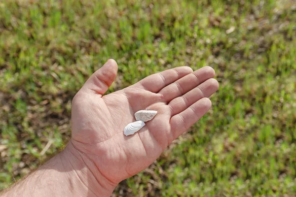 Small shell in hand — Stock Photo, Image