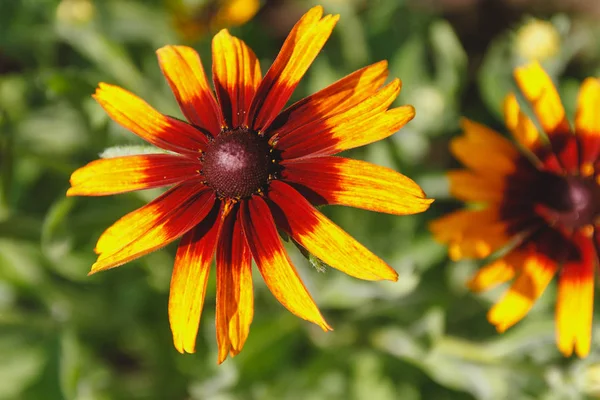 yeşil bir arka plan üzerine yaz bahçesinde iri Susan çiçek