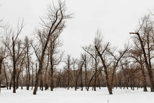 Χειμώνας Δάσος Δέντρα Καλυμμένα Χιόνι Χειμερινό Τοπίο Φόντο — Φωτογραφία Αρχείου