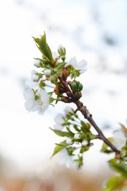 Elma çiçeği beyaz çiçekler ve mavi gökyüzü bahar arka plan kadar yakın
