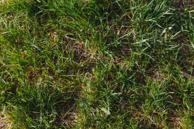 Yeşil çim dünya bahar arka plan katmanlarıyla