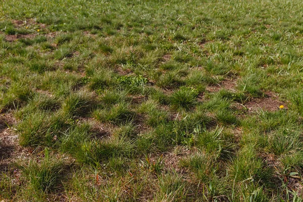 Yeşil çim dünya bahar arka plan katmanlarıyla