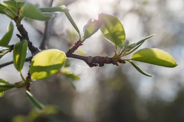 Closeup dal yaprak tomurcukları patlamaya hazır