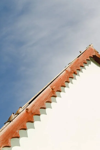 Mussen, geboren dit jaar geregeld een ruzie zittend op het dak van het huis .... — Stockfoto