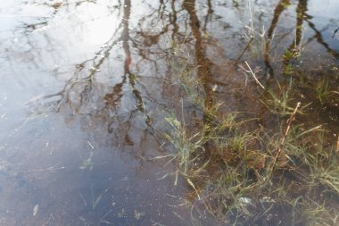 Göldeki ağaç yansıması