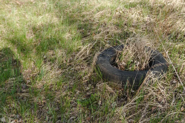 Ormanda eski bir araba lastiği bırakılmış. Doğal çevre ile dolu.