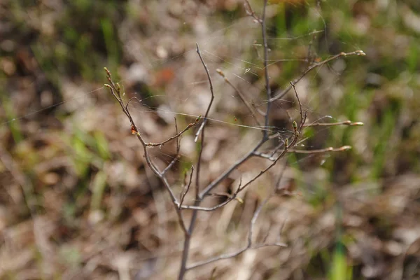Pavučina Kapsou Suché Větvi Lese — Stock fotografie