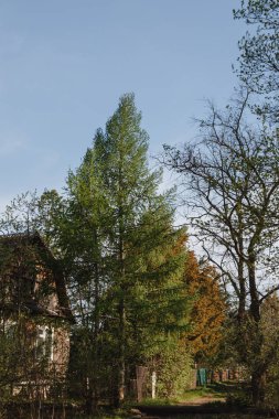 Ahşaptan inşa edilmiş eski ahşap dağ evi kütük kabin