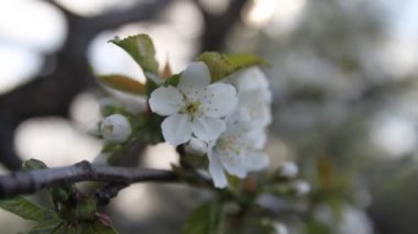 İlkbaharın başlarında küçük yeşil yapraklar ve elma çiçekleri