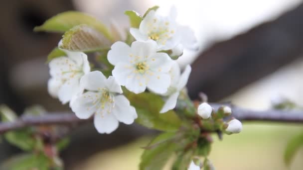 Pequenas Folhas Verdes Flores Maçã Início Primavera — Vídeo de Stock