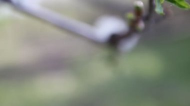 İlkbaharın başlarında küçük yeşil yapraklar ve elma çiçekleri