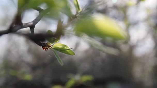 Pequenas Folhas Verdes Flores Maçã Início Primavera — Vídeo de Stock