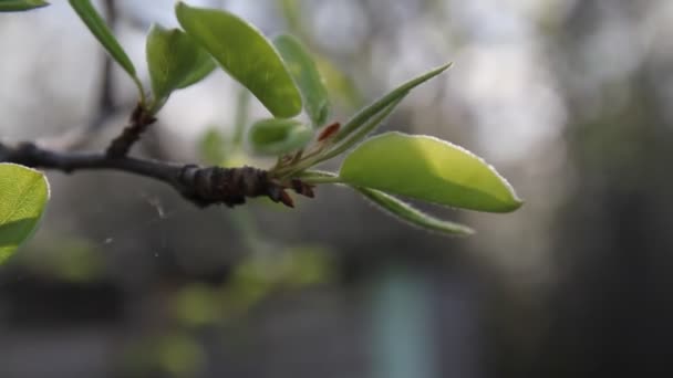 Pequenas Folhas Verdes Flores Maçã Início Primavera — Vídeo de Stock