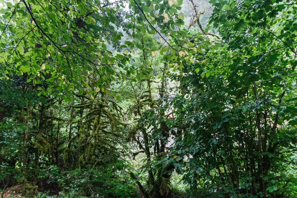 Arbre forestier. nature milieux en bois vert. Fond beauté — Photo
