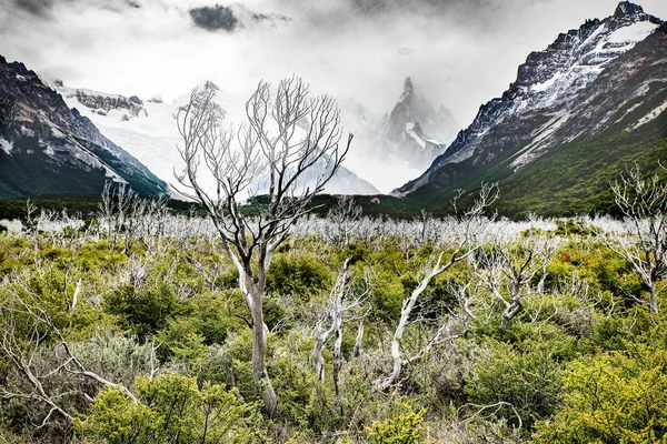 Een Dode Boom Bergen Achtergrond Los Glaciers National Park Patagonië — Stockfoto