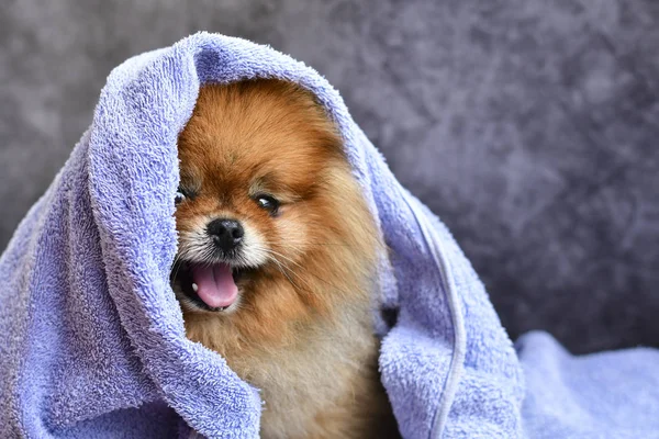 バス後のタオルでかわいい小さな幸せなふわふわのポメラニアン犬 身づくろい — ストック写真