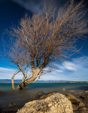 gölde güzel ağaç
