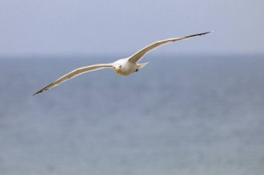 plajda uçan martı