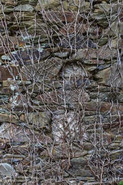 taş ve köklerin dokusu