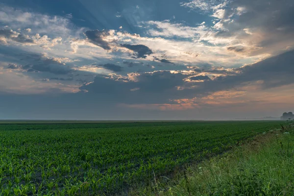 Cornfield after a storm — Stock Photo, Image