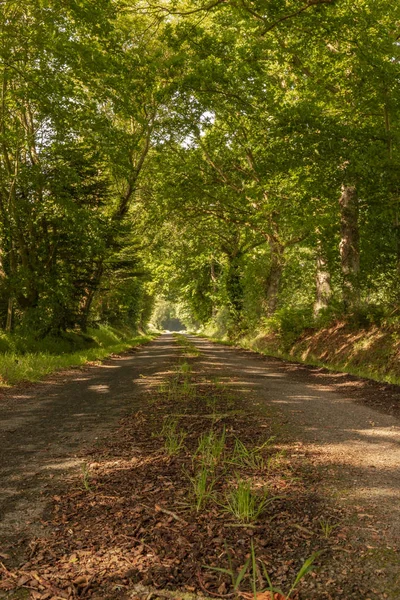 Tunnel of trees — Stock Photo, Image