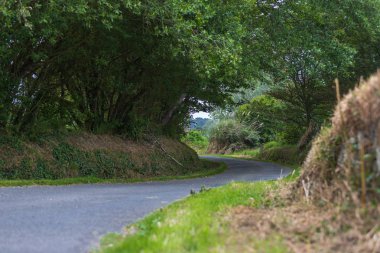 Doğanın ortasındaki yol.