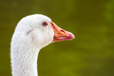 white goose head on green background