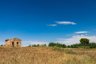 field of barley with an old house and a tree in the background and blue sky