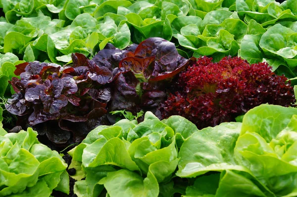 Close up of green and red fresh leaf Lettuce growing, Crispy Salad on a bed, garden salad vegetable, flatlays
