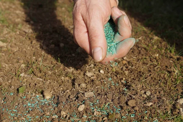 spreading grass seed in spring by hand for the perfect lawn. Sowing Grass Seed By Hand. grass seeds in male hand in loosened soil background