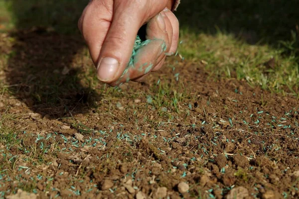 Spreading grass seed in spring by hand for the perfect lawn. Sowing Grass Seed By Hand. grass seeds in male hand in loosened soil background — Stock Image Spreading Grass Seed Spring Hand Perfect Lawn Sowing Grass Seed Stock Photo