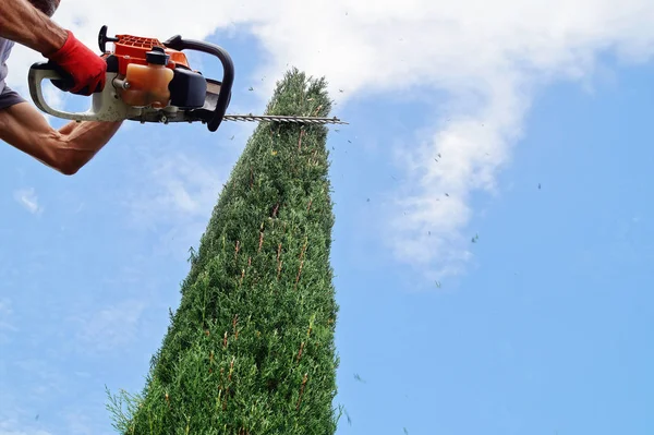 A Man trims the high hedges with an electric hedges trimmer. A property owner trimming the hedges. Tall Thuja Occidentalis.  perspective view from below