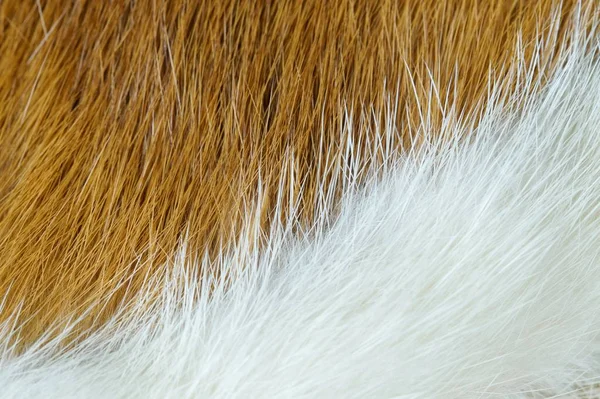 animal fur background. texture of furry - fur Natural. Animal Wildlife Concept and Style. textures and backgrounds. Close-up, Full Frame. two tone