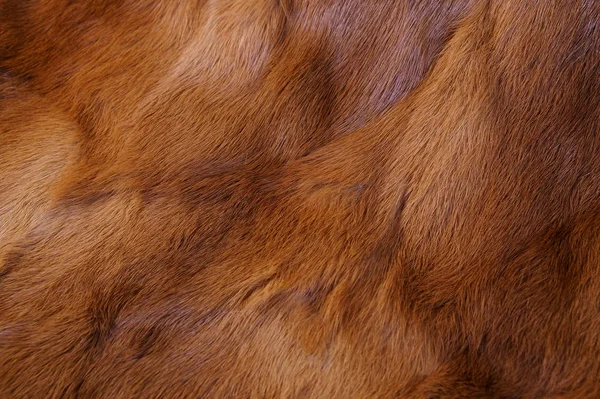 animal fur background. texture of furry - fur Natural. Animal Wildlife Concept and Style. textures and backgrounds. Close-up, Full Frame of fur coat