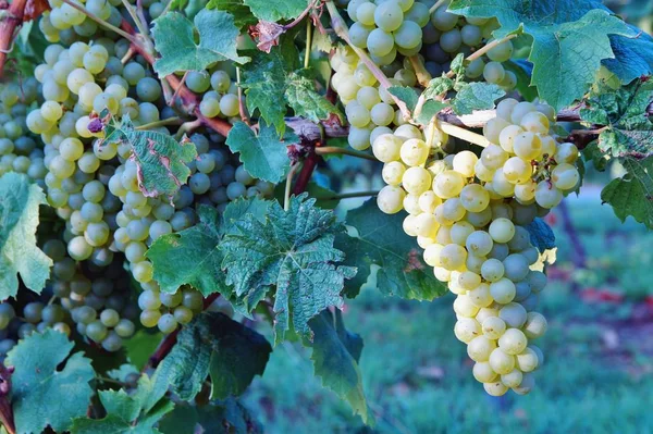Vineyards in autumn harvest. Ripe grapes in fall. Bunches of white wine grapes on vine. Large bunch of white wine grapes hang from a vine with green leaves. Vineyard Nature background. Wine concept