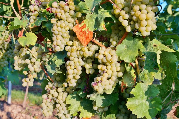 Vineyards in autumn harvest. Ripe grapes in fall. Bunches of white wine grapes on vine. Large bunch of white wine grapes hang from a vine with green leaves. Vineyard Nature background. Wine concept