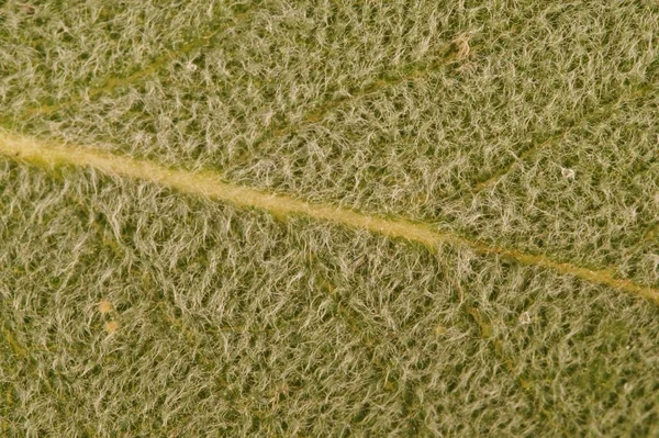 sage green surface. details of fresh sage leaf, close up.