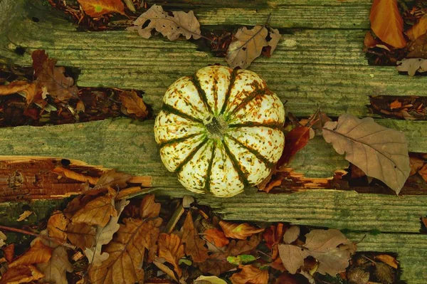 pumpkin in fall on a table. Orange halloween pumpkins on wooden planks, natural Rotted boards covered with moss and dry leaves background. holiday decorations, flat lay