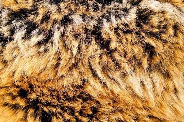 animal fur background. texture of furry - fur Natural. Animal Wildlife Concept and Style. textures and backgrounds. Close-up, Full Frame of fur.