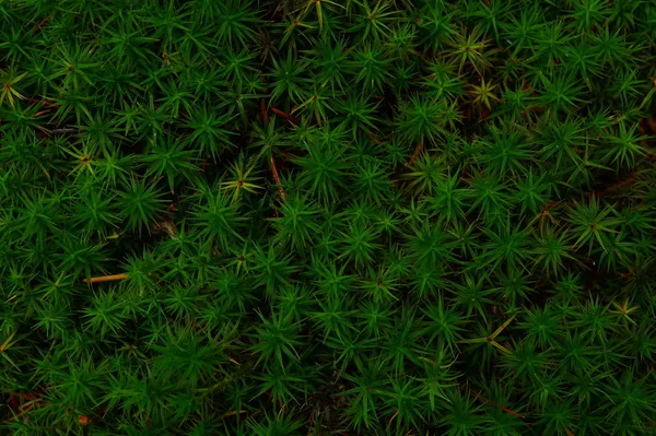 foliage of humid Bryophytes moss leaf in dark green texture. abstract pattern nature background. Close-up of a dense fresh green moss.