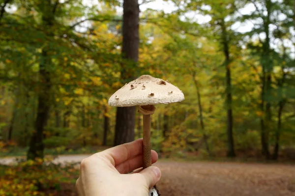 woman's hand holding a fresh picking Forest mushroom, Macrolepiota procera. Edible fungus growing in woodland. Autumn harvest fungi. Mushrooming season