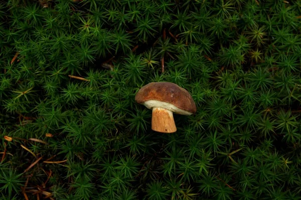 Centered top view of foliage of humid Bryophytes moss leaf in dark green texture and a bay bolete mushroom in the middle. abstract pattern nature background. Close-up of a dense fresh green moss.