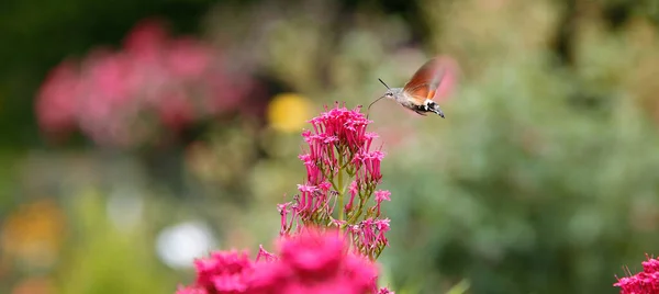 Hummingbird hawk-moth Butterfly (Macroglossum stellatarum) feeding in flight with flapping wings and sucking nectar from Red Valerian wildflower Plants (Centranthus ruber) Moro-sphinx Drinking Nectar