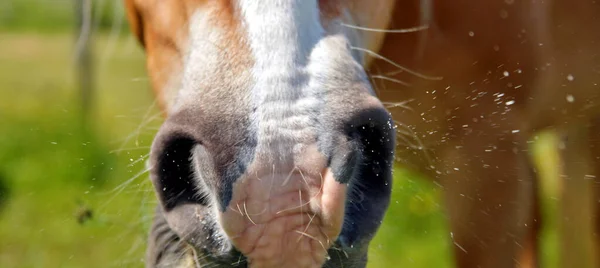 Close up of horse mouth. Cold and flu - nose, sick horse sneeze. sick sneezing. brown horse sneezes on the background of green grass. horse mouth in a grassy meadow. Covid-19, healthcare and medicine