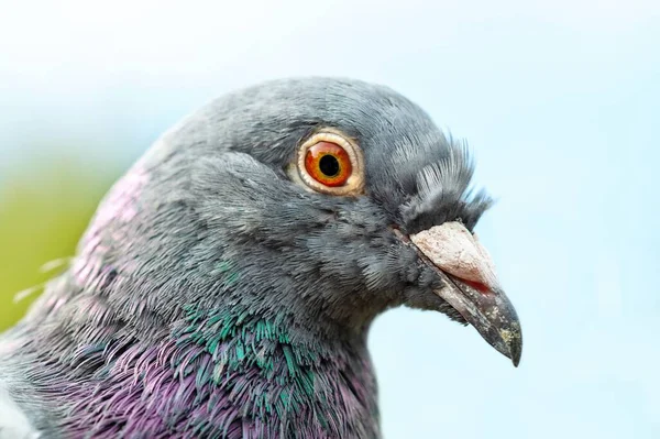 homing pigeon. Closeup of the head of a racing pigeon. beauty rock dove.
