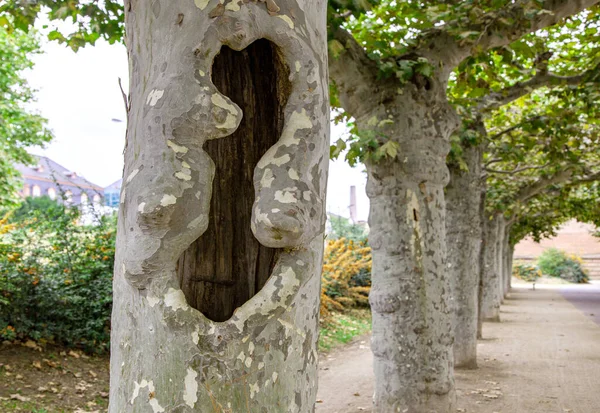 Spotted plane tree. Platanus hispanica. Platanus orientalis. plane tree trunk with a large cleft, hole in the trunk. Road with avenue trees in the city of Mainz, Rhineland Palatinate, Germany