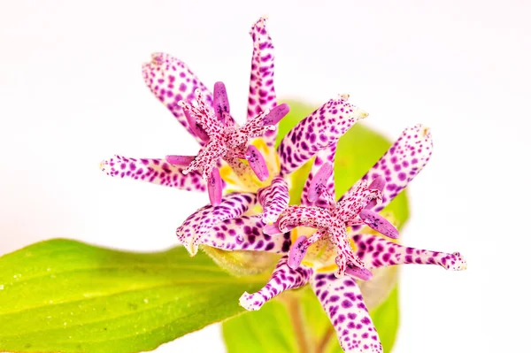 Tricyrtis hirta, light purple flower with dark purple spots of the hairy toad lily. Perennial native to central and southern Japan that grows in shade and blooms spotted purple flowers in autumn