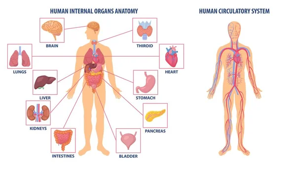 Az emberi test anatómiáját bemutató diagramok — Stock Vector