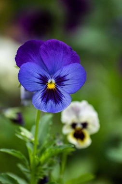 Bahar çiçek kartı